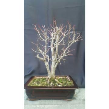 Bonsai Alte Linde -Tilia 30 jahre Winterhart 60 cm Garten Bonsai