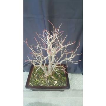 Bonsai Alte Linde -Tilia 30 jahre Winterhart 60 cm Garten Bonsai