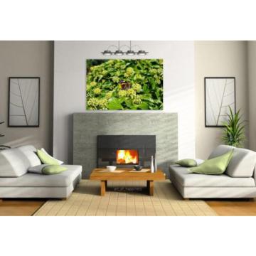 Stunning Poster Wall Art Decor Butterfly Plant Insect Linde 36x24 Inches