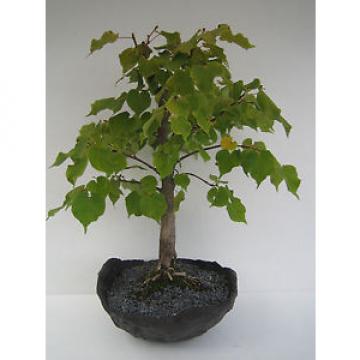 rk Bonsai, Linde, Winterlinde, Tilia cordata (22316)